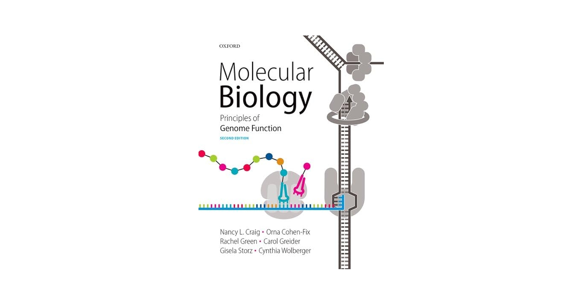 語学+参考書 Molecular Biology 41PO4+QpdZL.jpg_BO30,255,255,